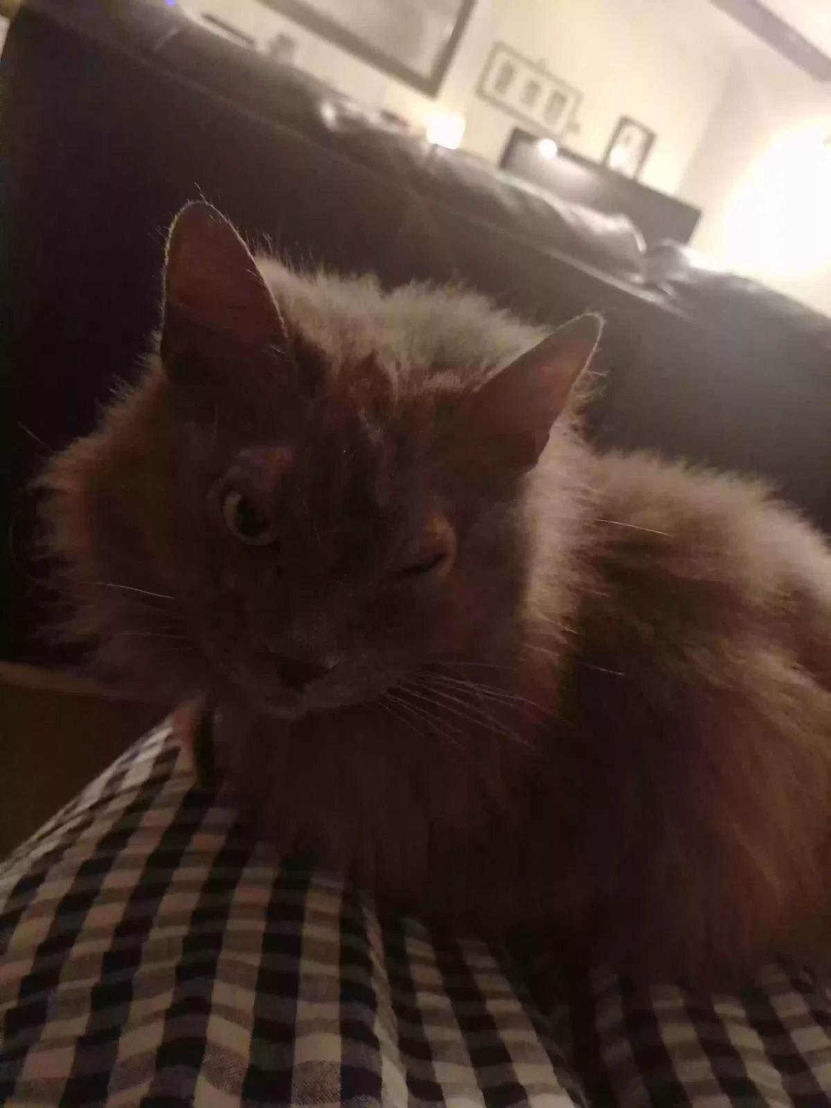 Mia, Unknown Cat for adoption in Ely, England