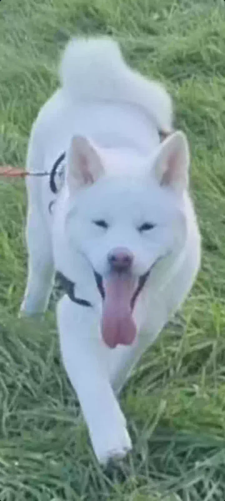 Hunter, Japanese Akita Dog for adoption in Manchester, England