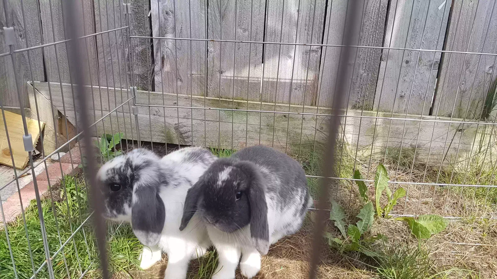 Missy and minnie, Unknown Pet for adoption in Sunderland, England