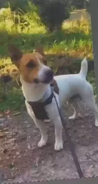 Desil, Jack russel Dog for adoption in Newport, Wales