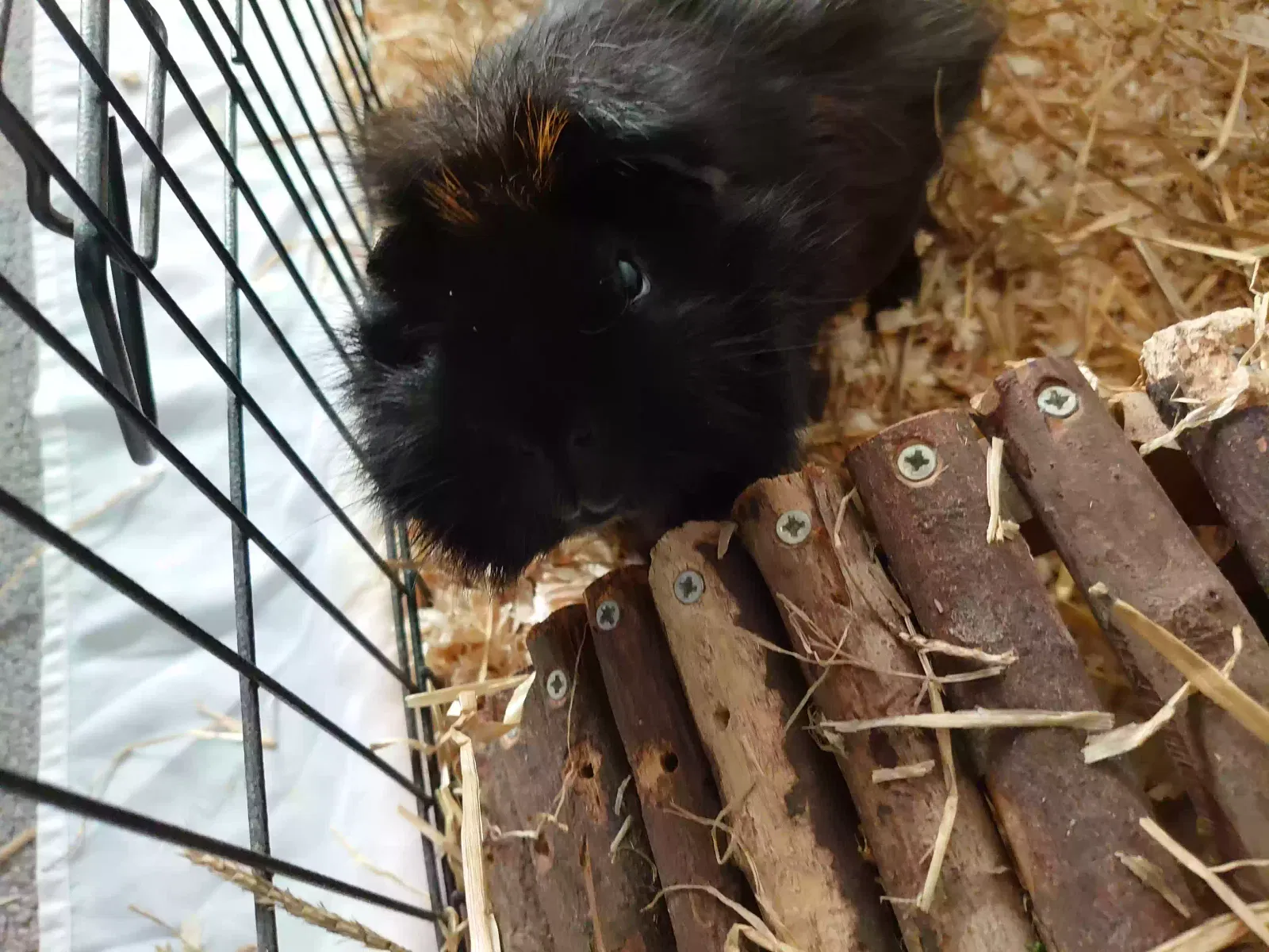 Ozzie, Unknown Pet for adoption in Bangor, Wales