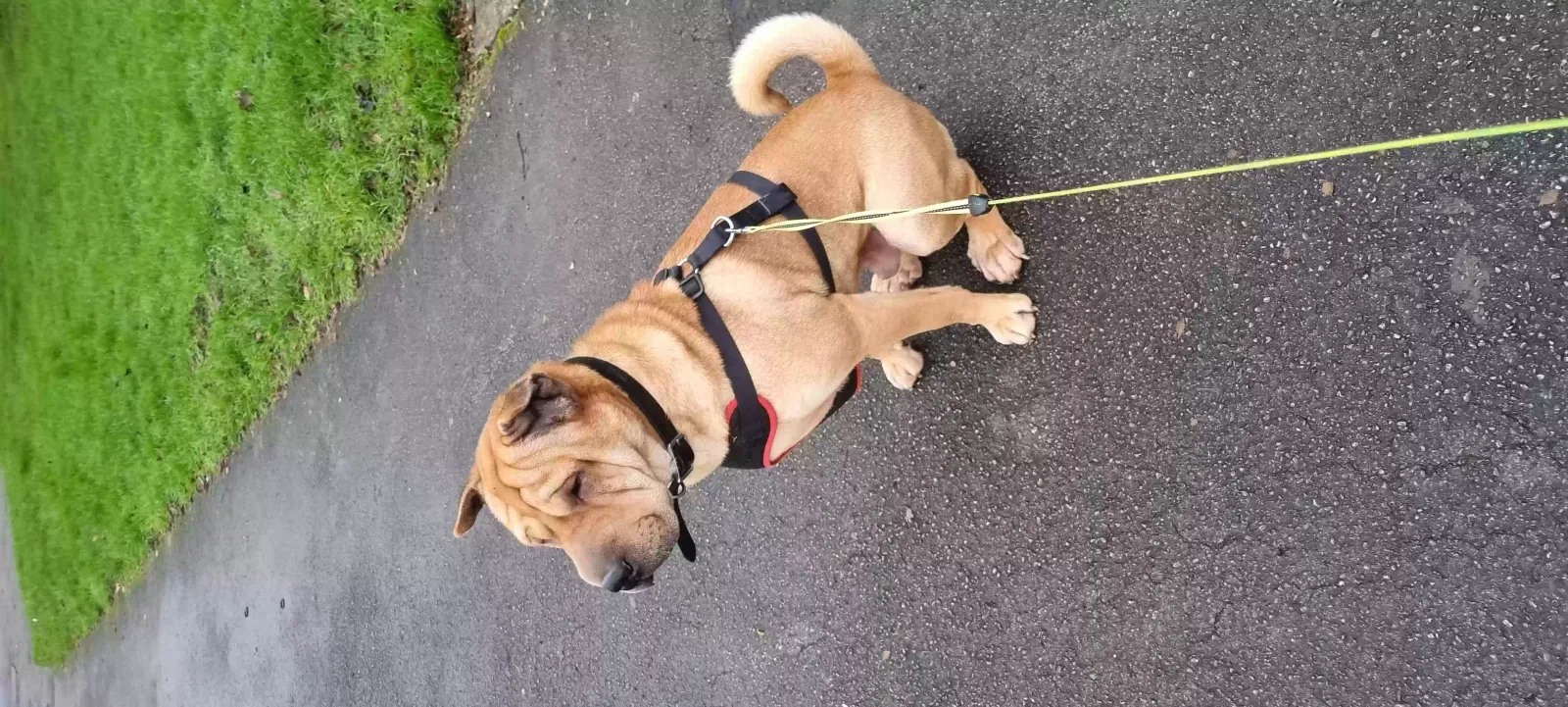 Tyrian, Sharpei Dog for adoption in Birmingham, England