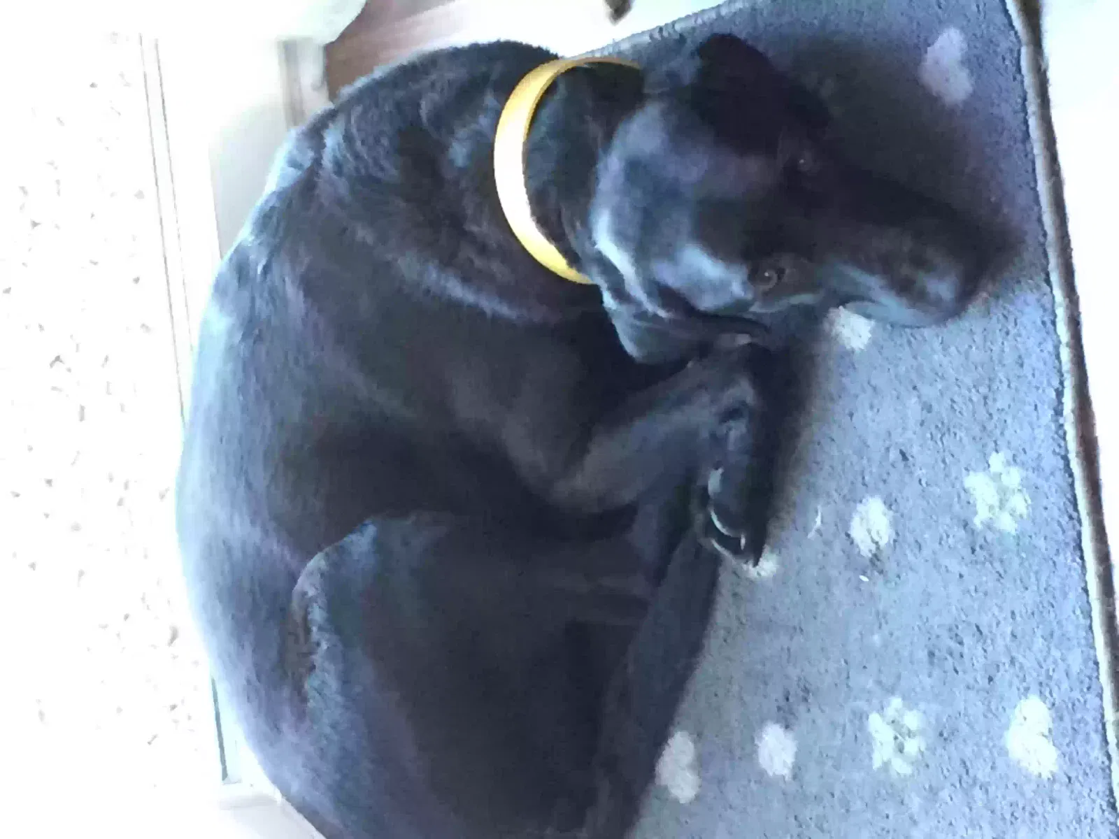 Poppy, Labrador Dog for adoption in Leeds, England