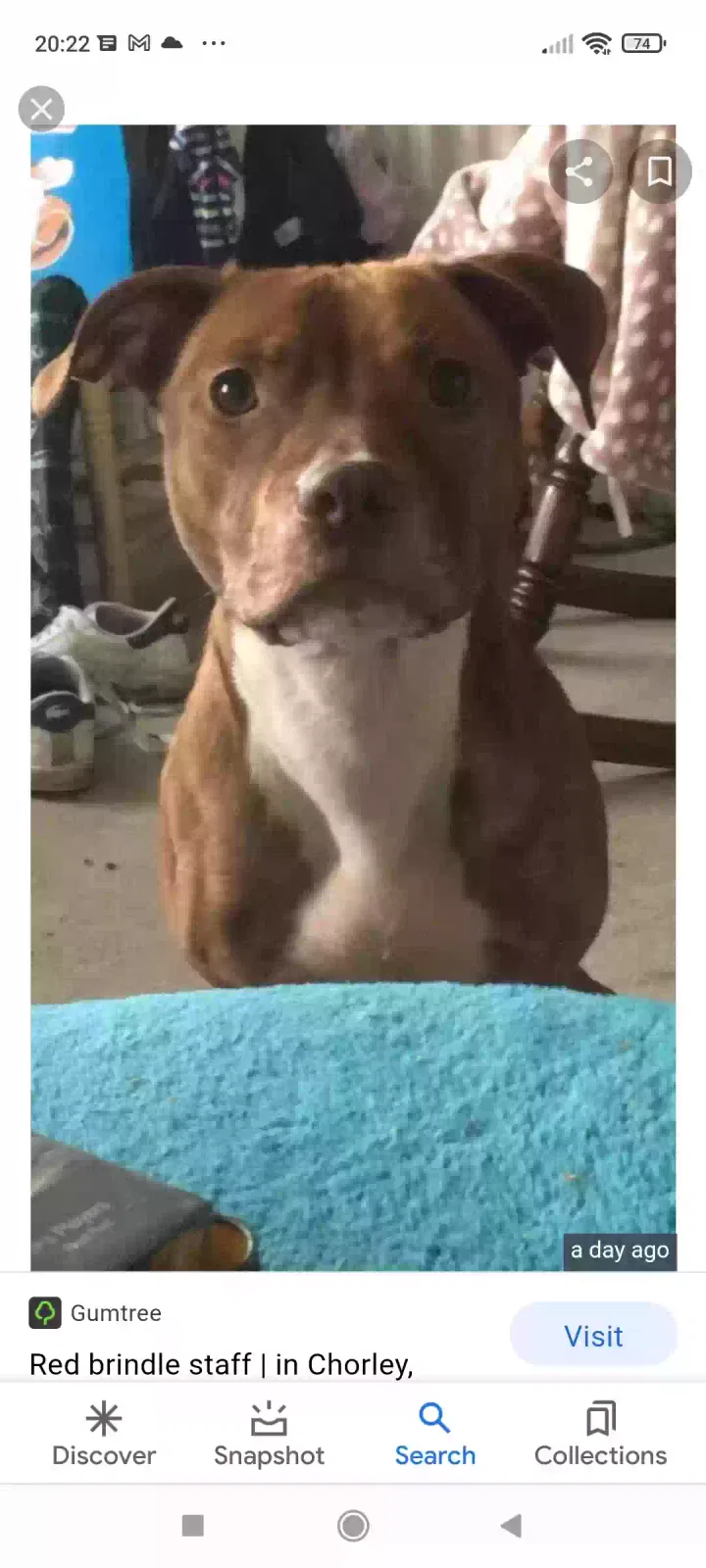 Peggy, Staffy Dog for adoption in Preston, England