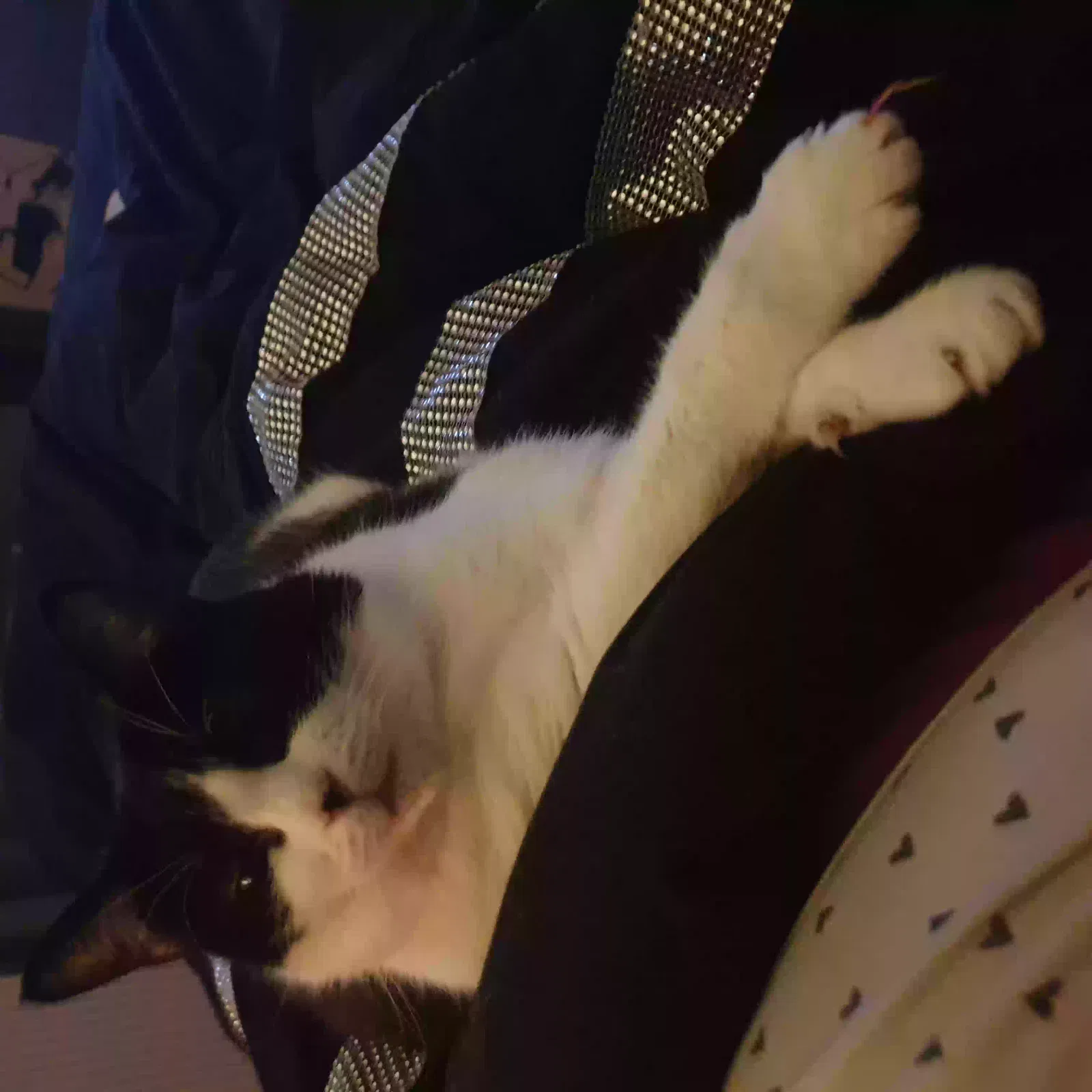Buddy, Short haired Cat for adoption in Glasgow, Scotland