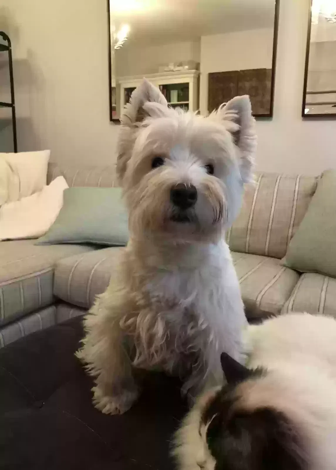 Harry, West Highland Terrier Dog for adoption in London, England