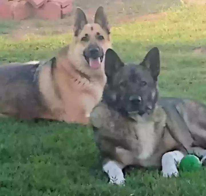 Ringo, german shepherd Dog for adoption in Odessa, TX, 79762