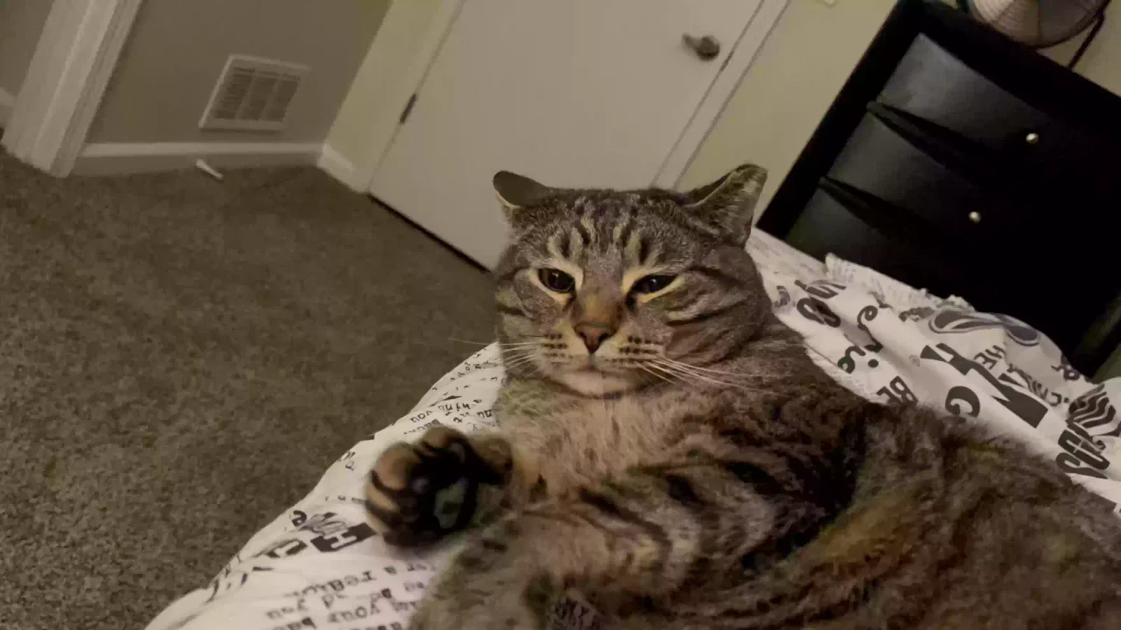 Chica, DMH Cat for adoption in Stone Mountain, GA, 30087