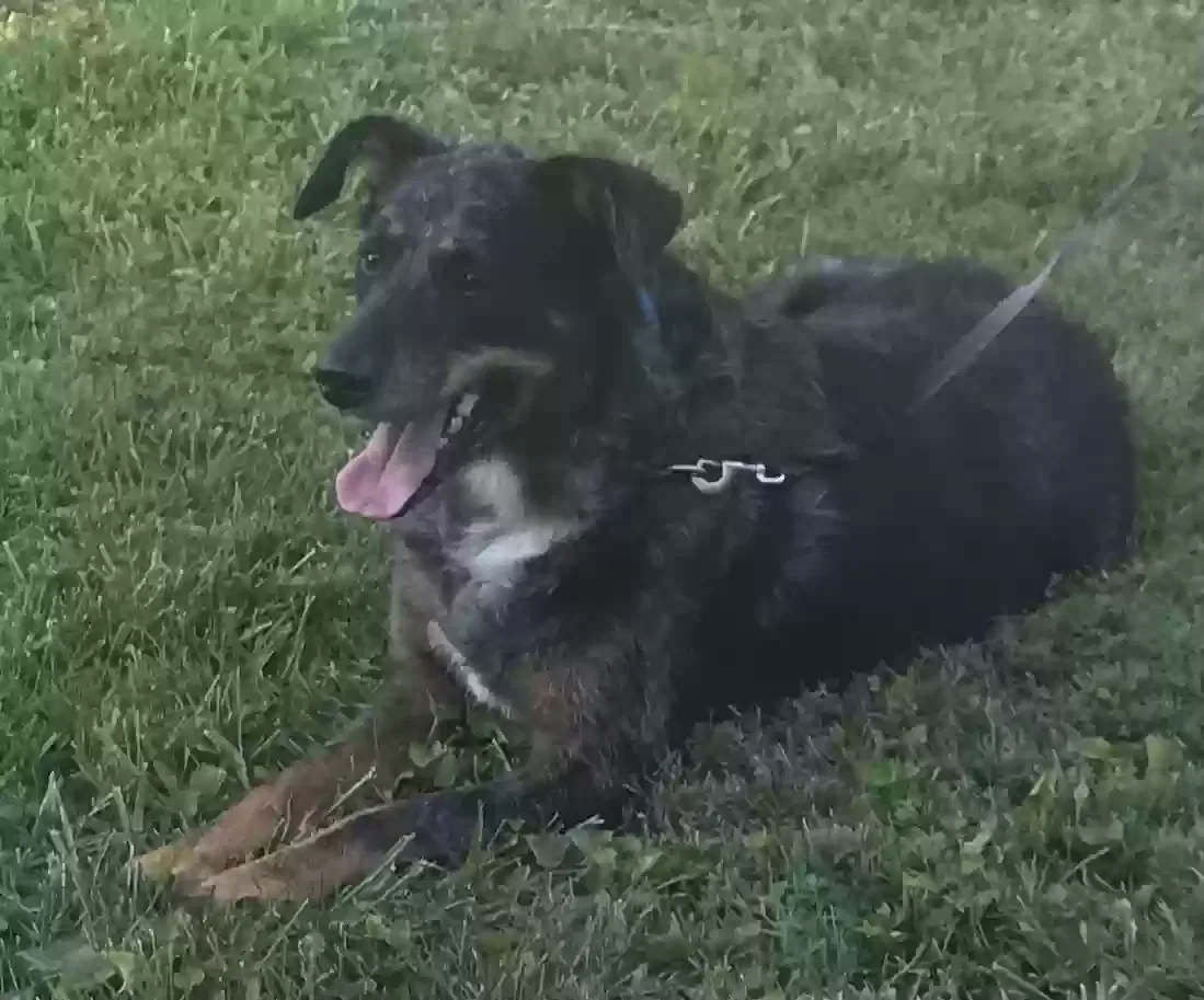 Motley, Catahoula Dog for adoption in High Ridge, MO, 63049