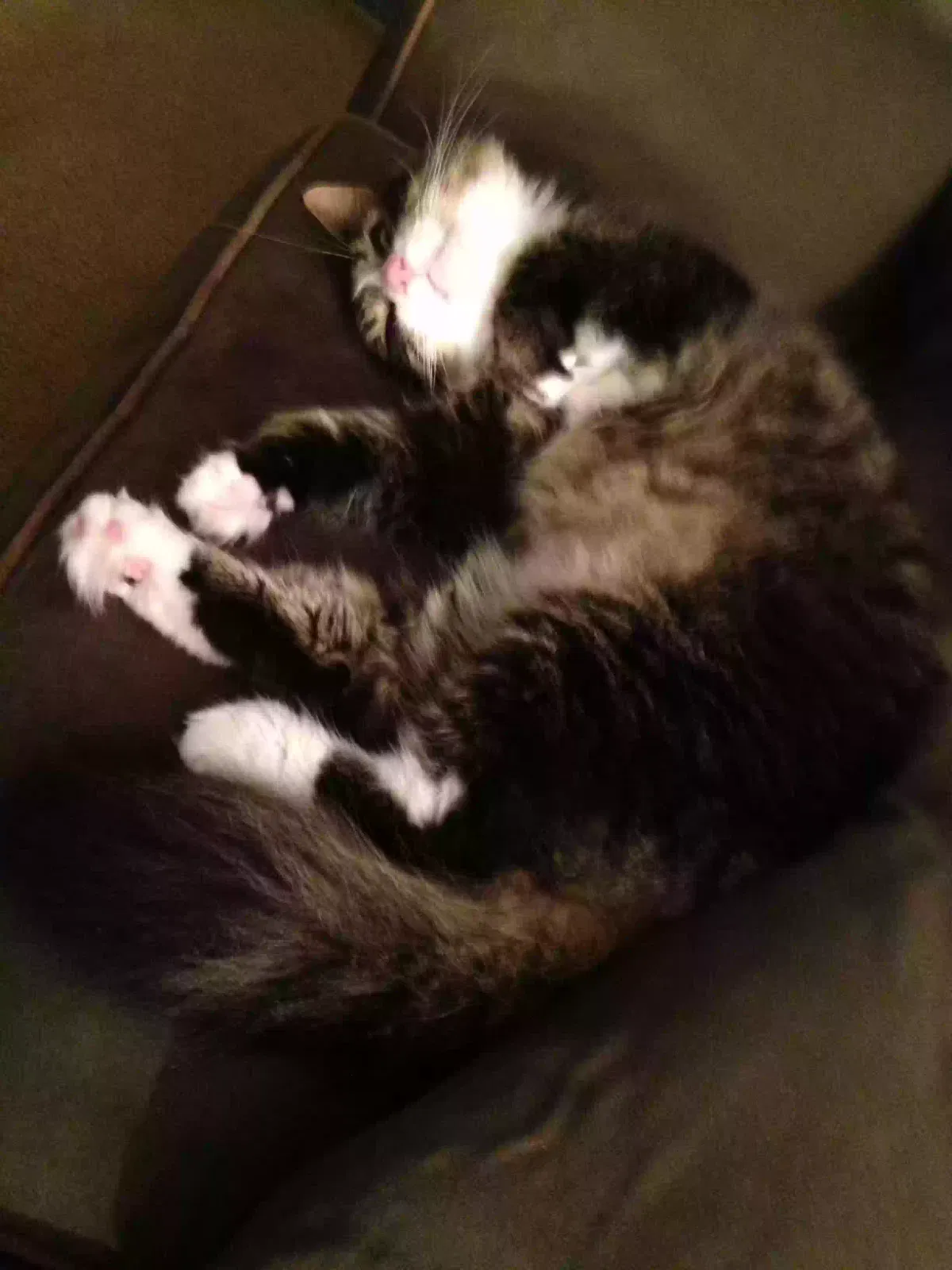 Maxwell, American medium hair Cat for adoption in Saint Clair Shores, MI, 48080