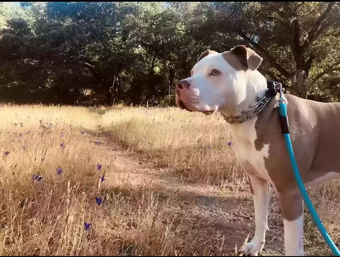 Pork Chop, Terrier Pit Dog for adoption in Grass Valley, CA, 95603