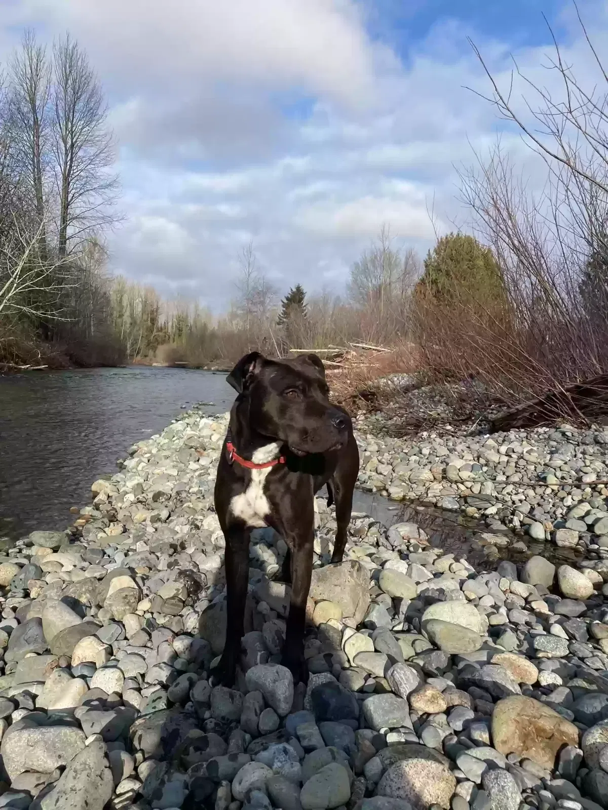 August “Augie”, Lab/pit mix Dog for adoption in Ellensburg, WA, 98926