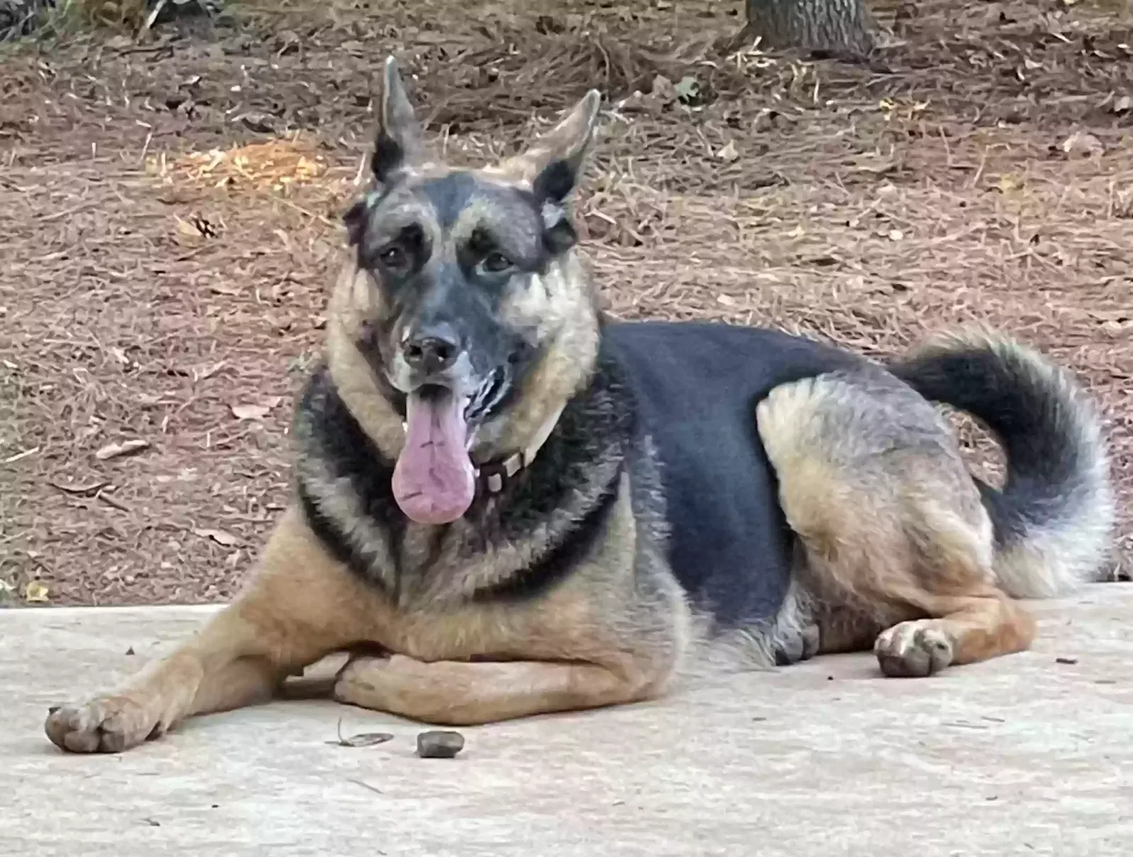 Loki, German shepherd Dog for adoption in Dallas, GA, 30727