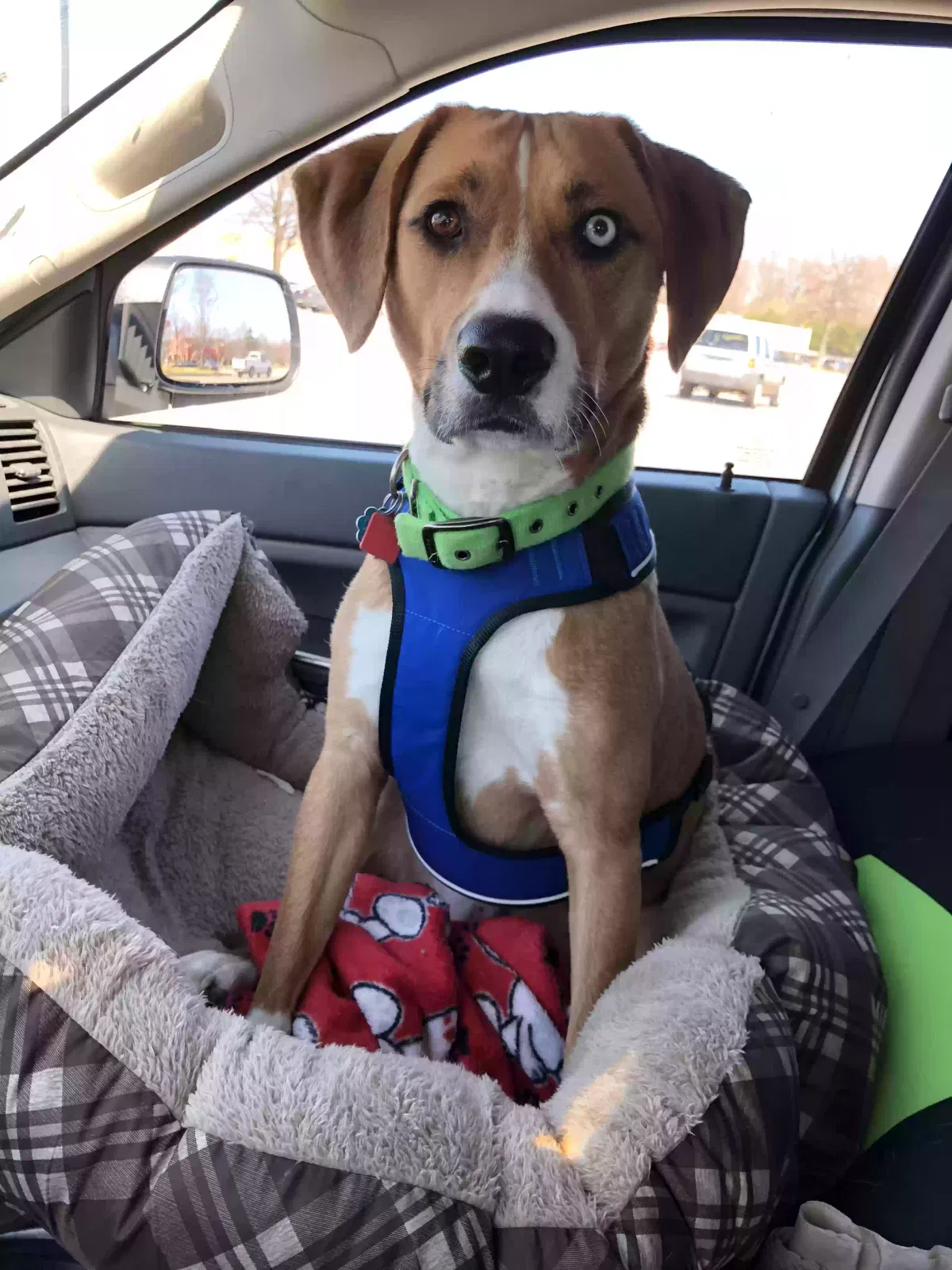 Baloo, Unknown Dog for adoption in Baytown, TX, 77521