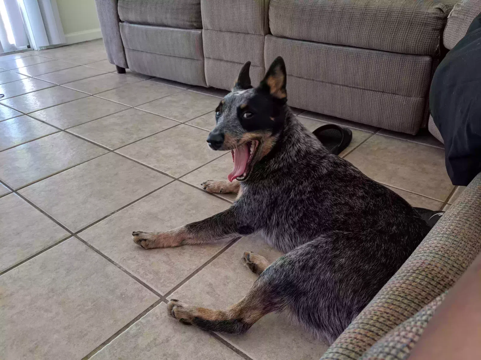 Nova, Australian Cattle Dog Dog for adoption in Union City, GA, 30291