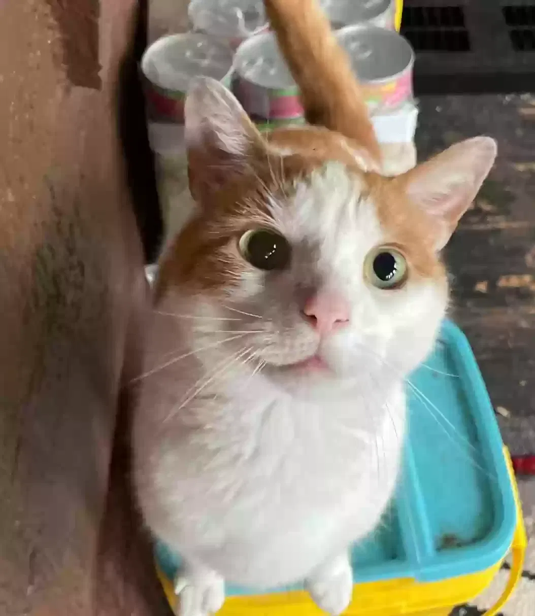 Titus, Domestic Cat for adoption in Akron, OH, 44312