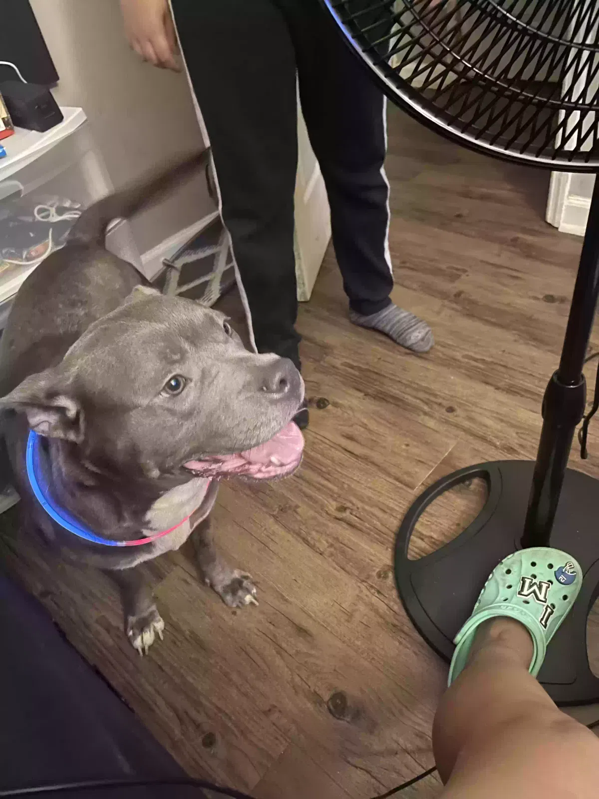 Sloan, Blue Nose Pitt Dog for adoption in Lithonia, GA, 30058