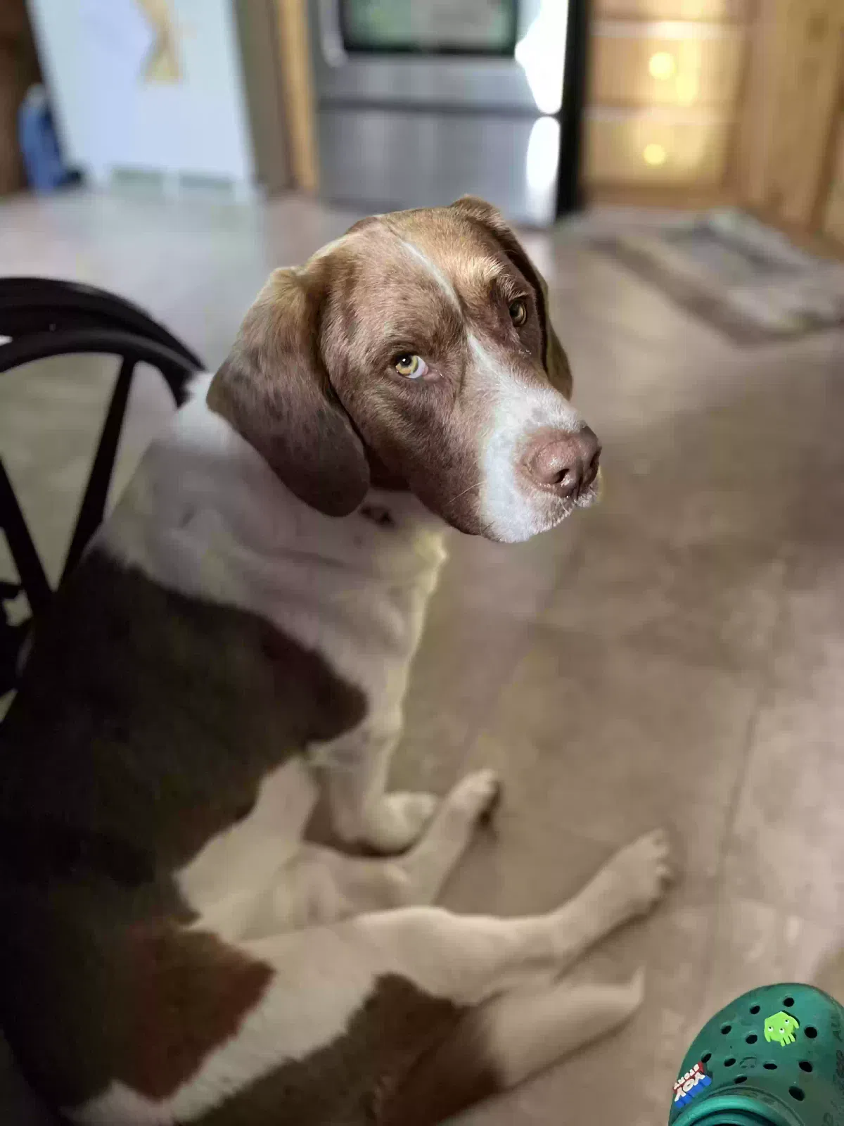 Tucker, Border Collie Beagle Dog for adoption in Bruceton Mills, WV, 26525