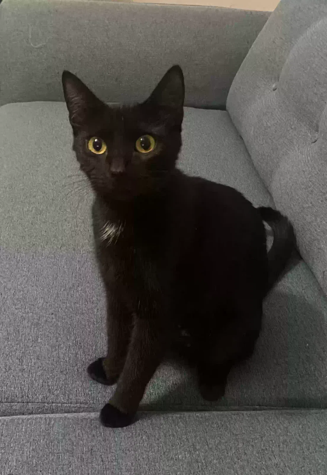 Shadow, Unknown Cat for adoption in Adel, GA, 31620