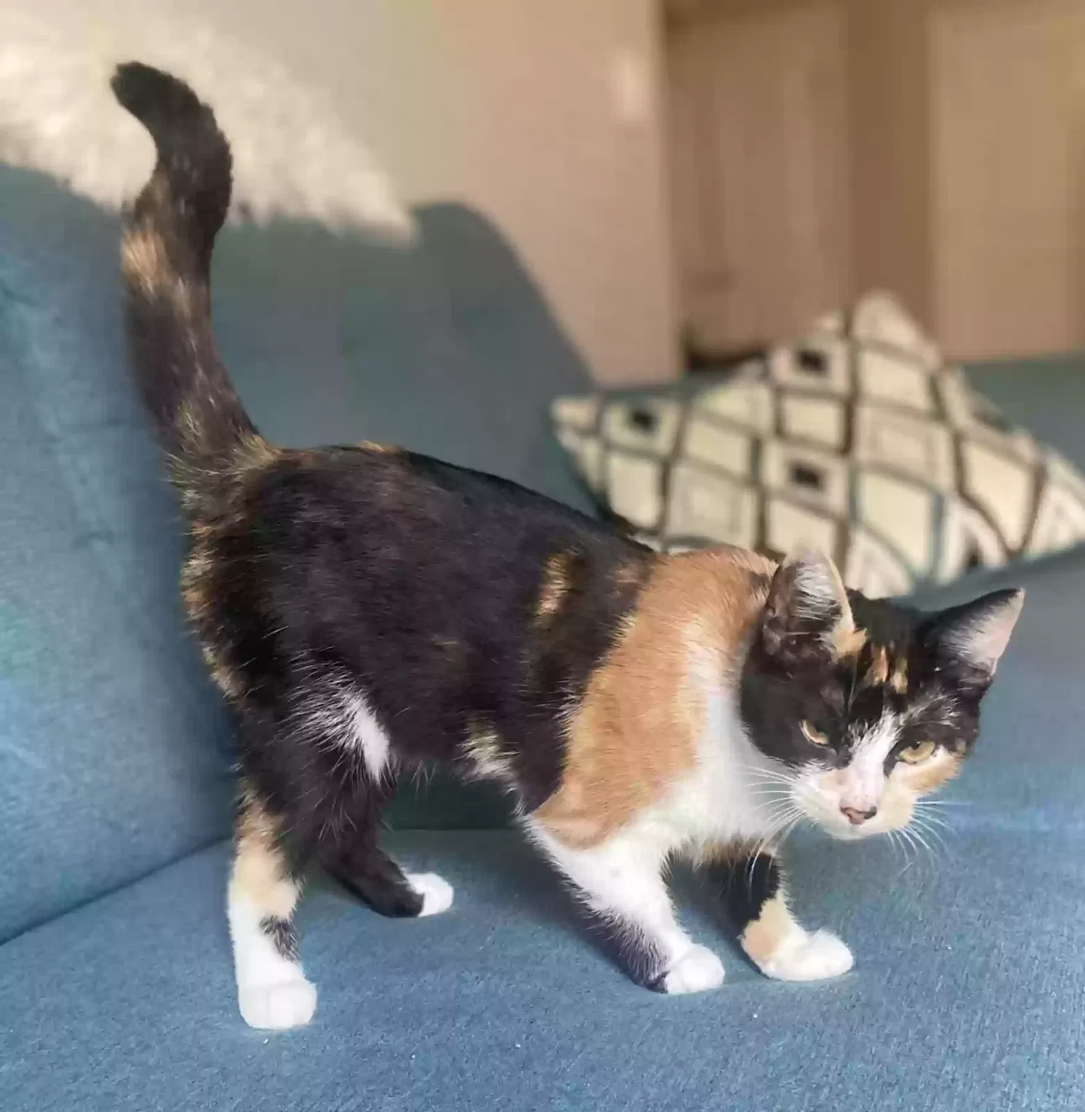 Callie, Unknown Cat for adoption in Adel, GA, 31620