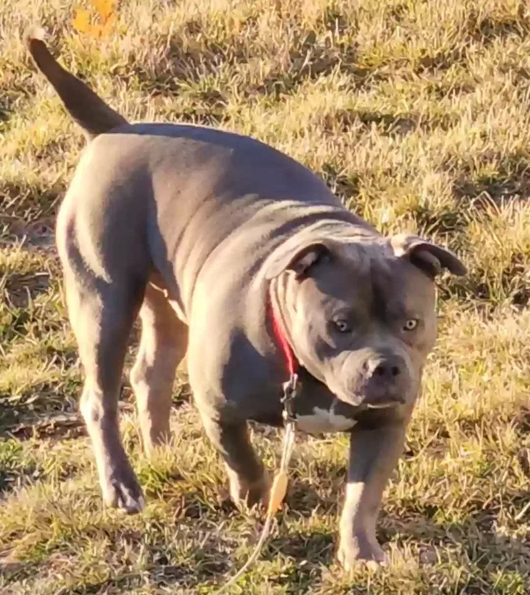 Beau Ty, American Bully Pocket Breed Dog for adoption in O Fallon, MO, 63366