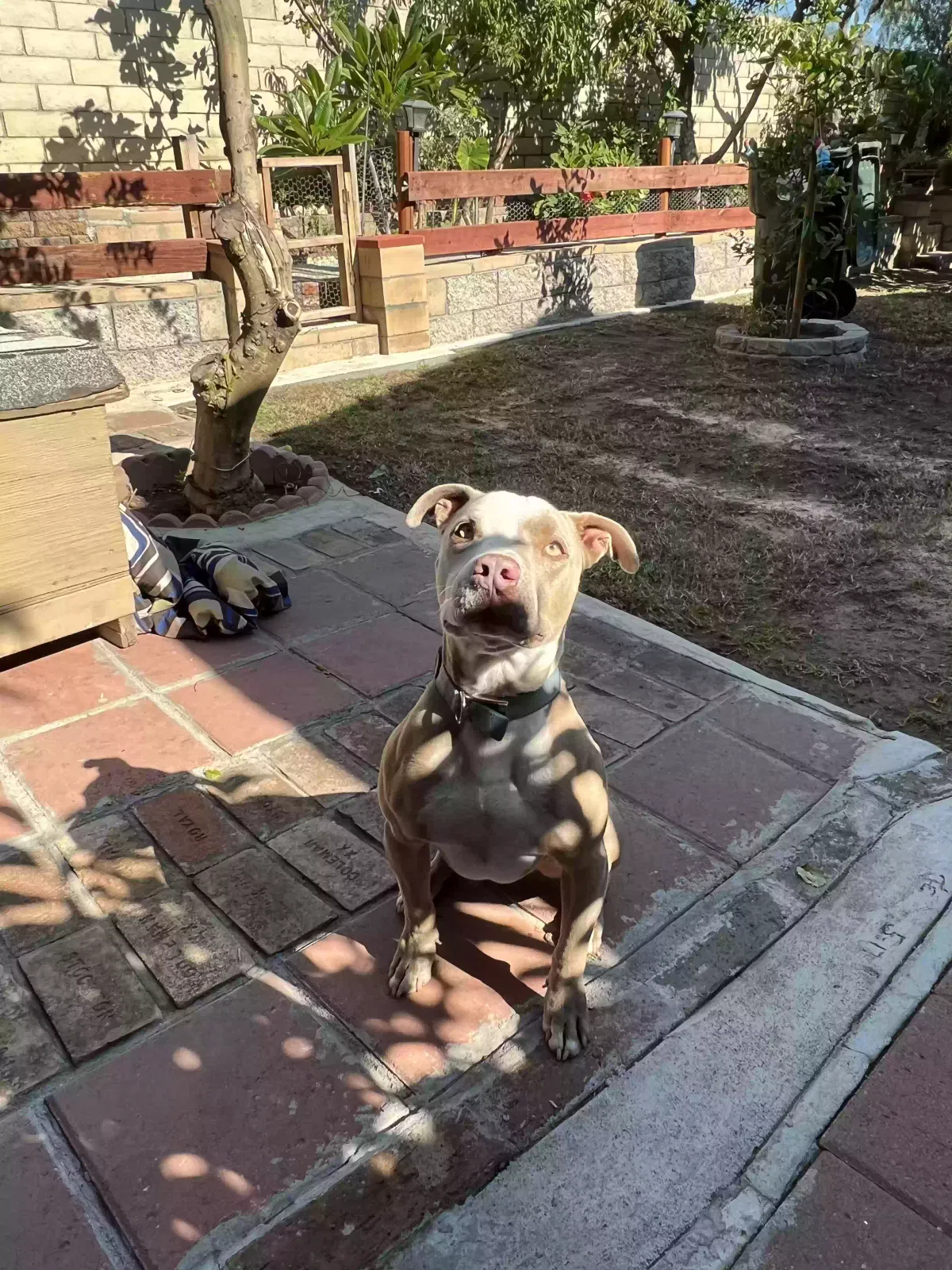 Bruce, Pitbul Dog for adoption in Rialto, CA, 92376