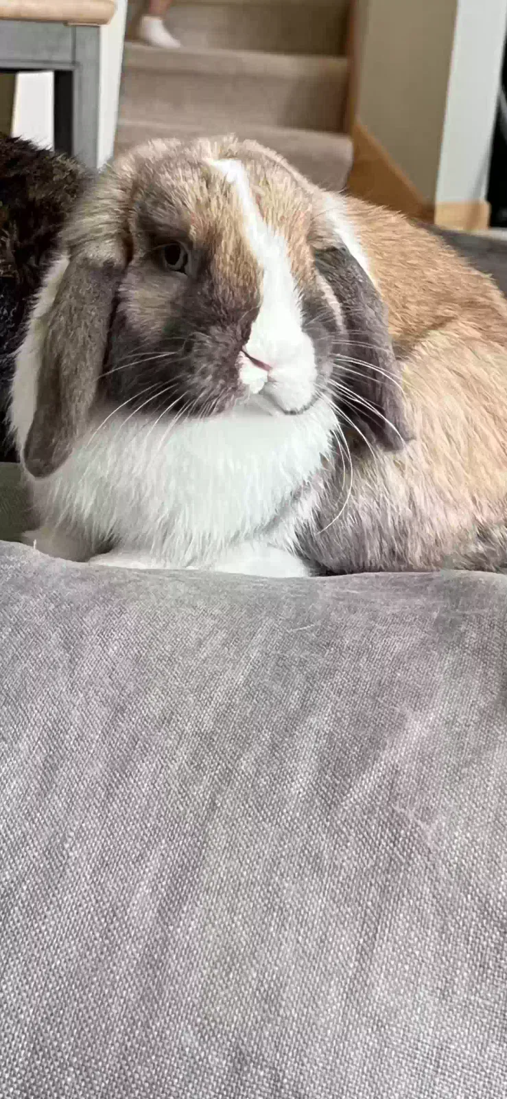 Carmel latte, Holland lop Pet for adoption in Minneapolis, MN, 55446