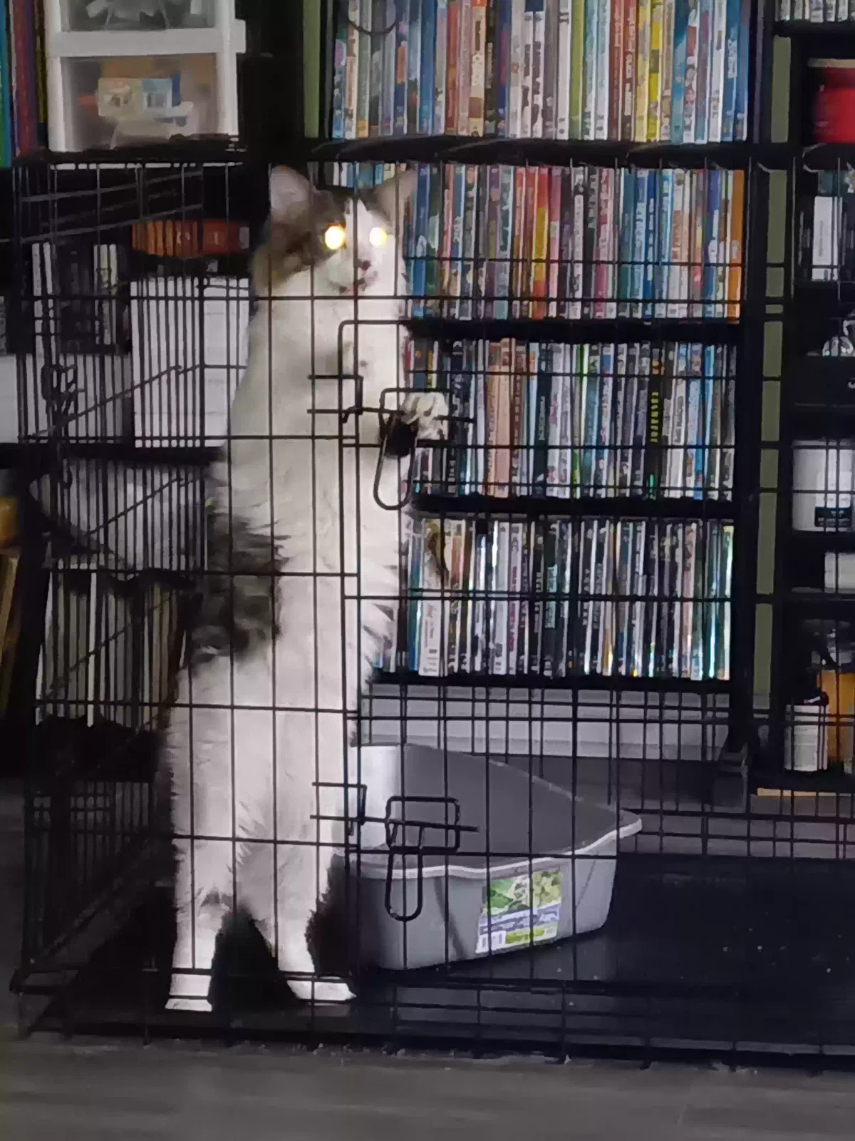 Oreo and Midnight, Long hair Cat for adoption in Utica, MO, 64601