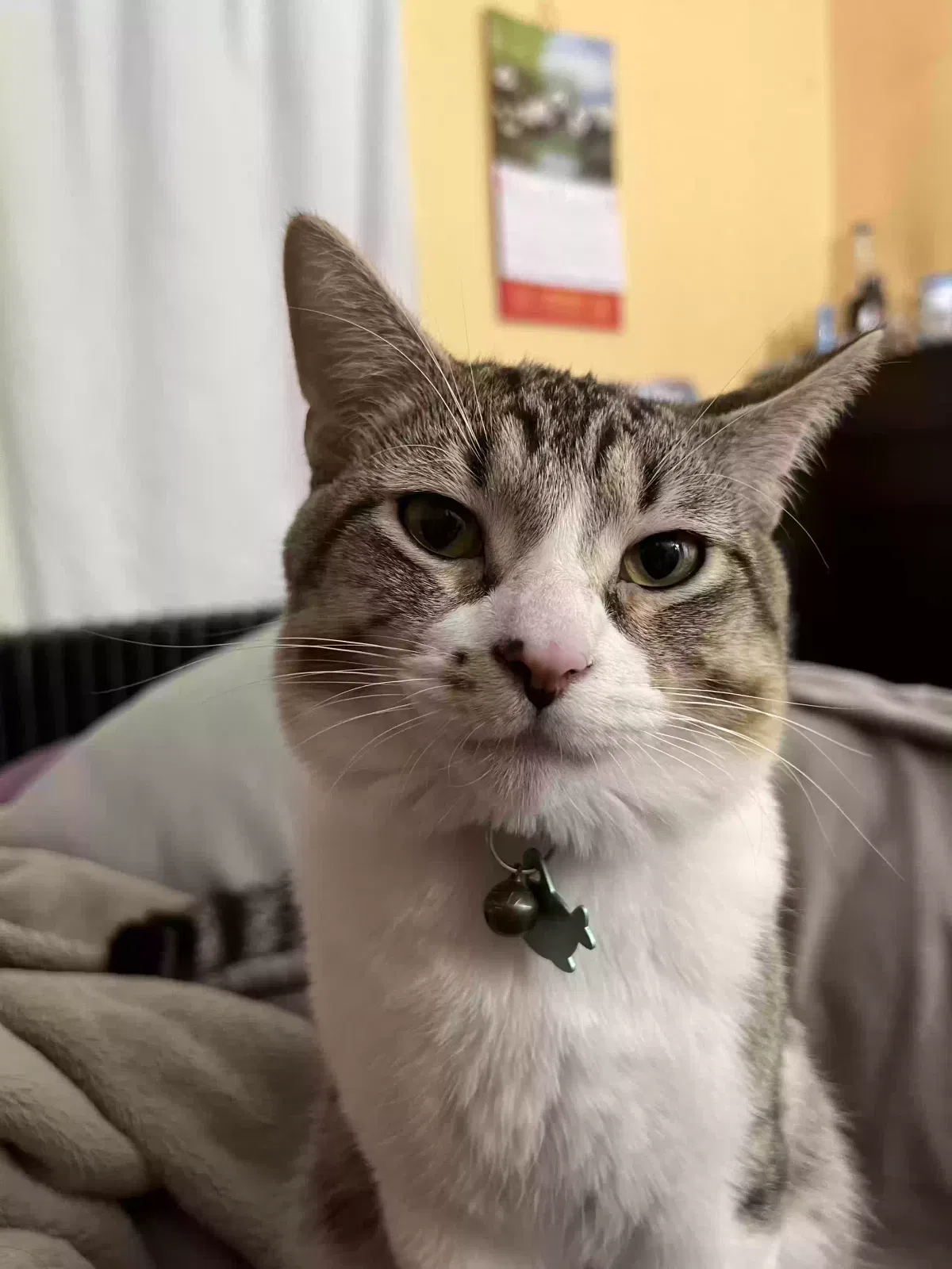 Simba, Moggie Cat for adoption in Ayer, MA, 01432