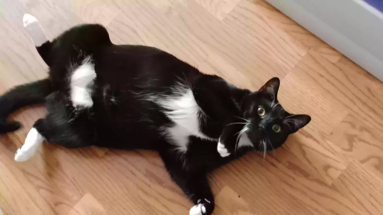 MONIE, American short-haired tuxedo cat Cat for adoption in Reidsville, GA, 30453