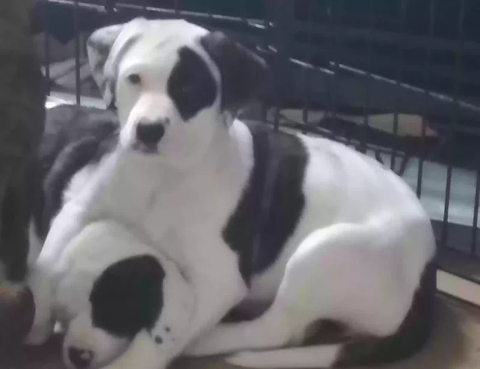 Legs, American Bulldog Boxer Mix Dog for adoption in Carsonville, MI, 48419