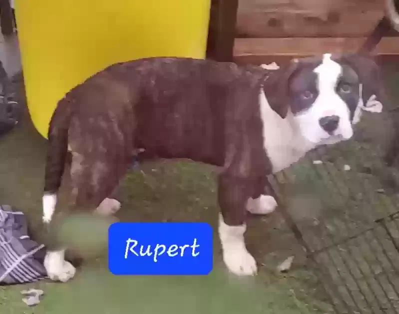 Rupert, American Bulldog/Boxer Mix Dog for adoption in Carsonville, MI, 48419