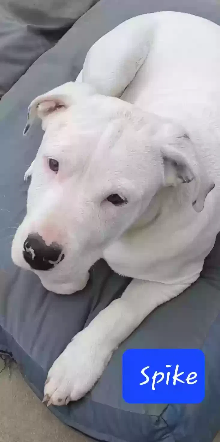 Spike, American Bulldog/Boxer Mix Dog for adoption in Carsonville, MI, 48419
