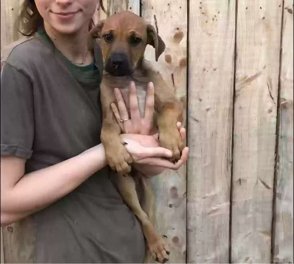 Ringo, Unknown Dog for adoption in Saint James, MO, 65559