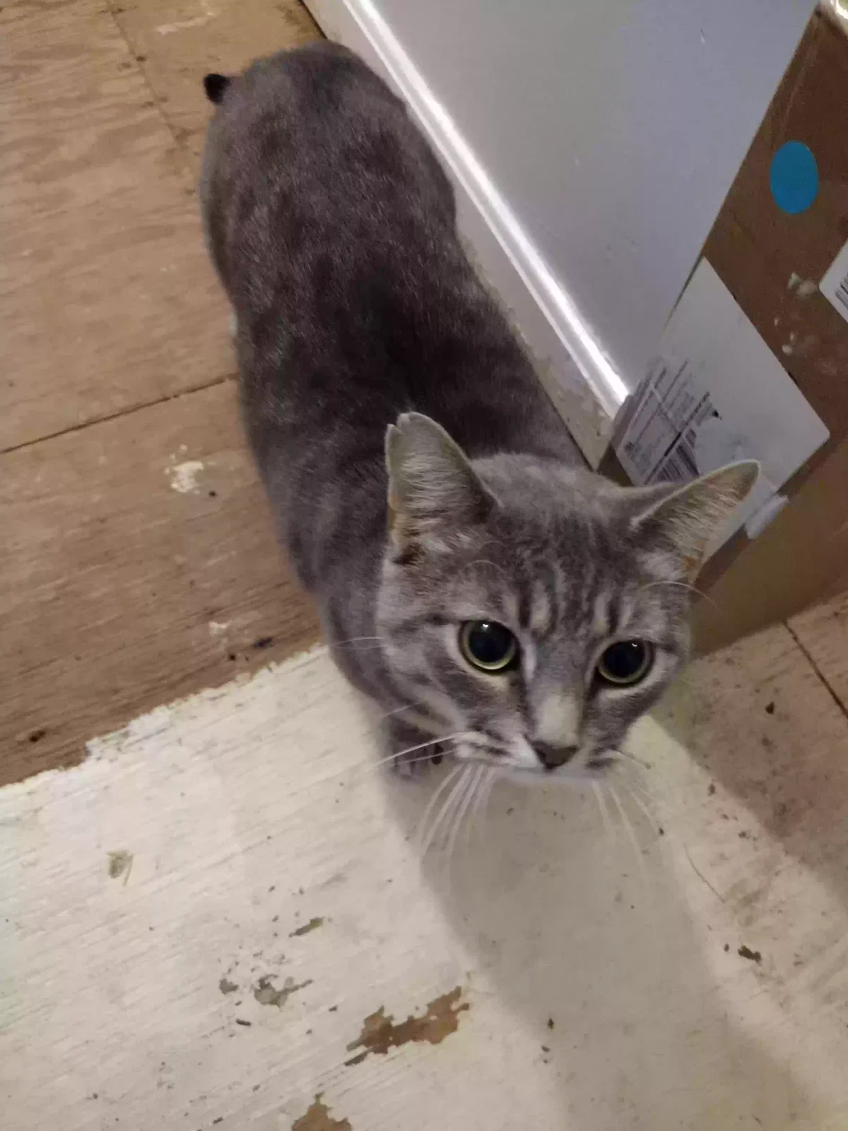 Sansa, Domestic shorthair Cat for adoption in Louisville, KY, 40299