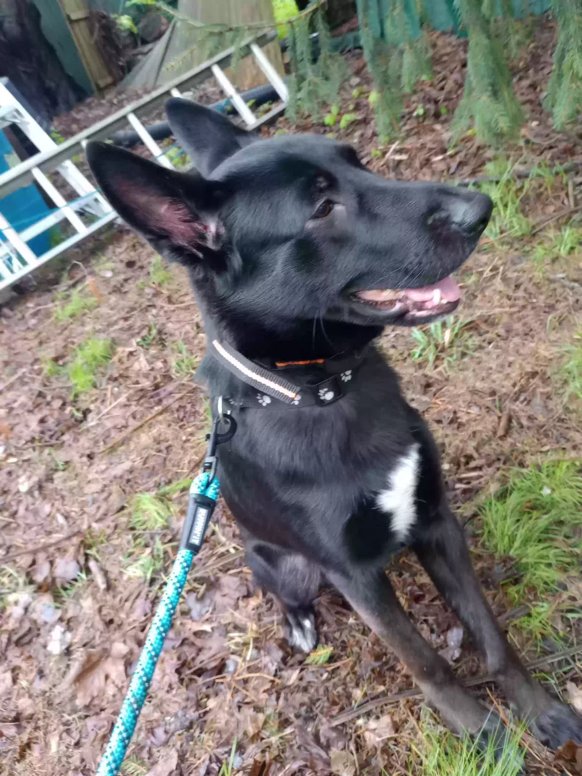 Kali, Husky shepherd mix Dog for adoption in Milford, CT, 06460