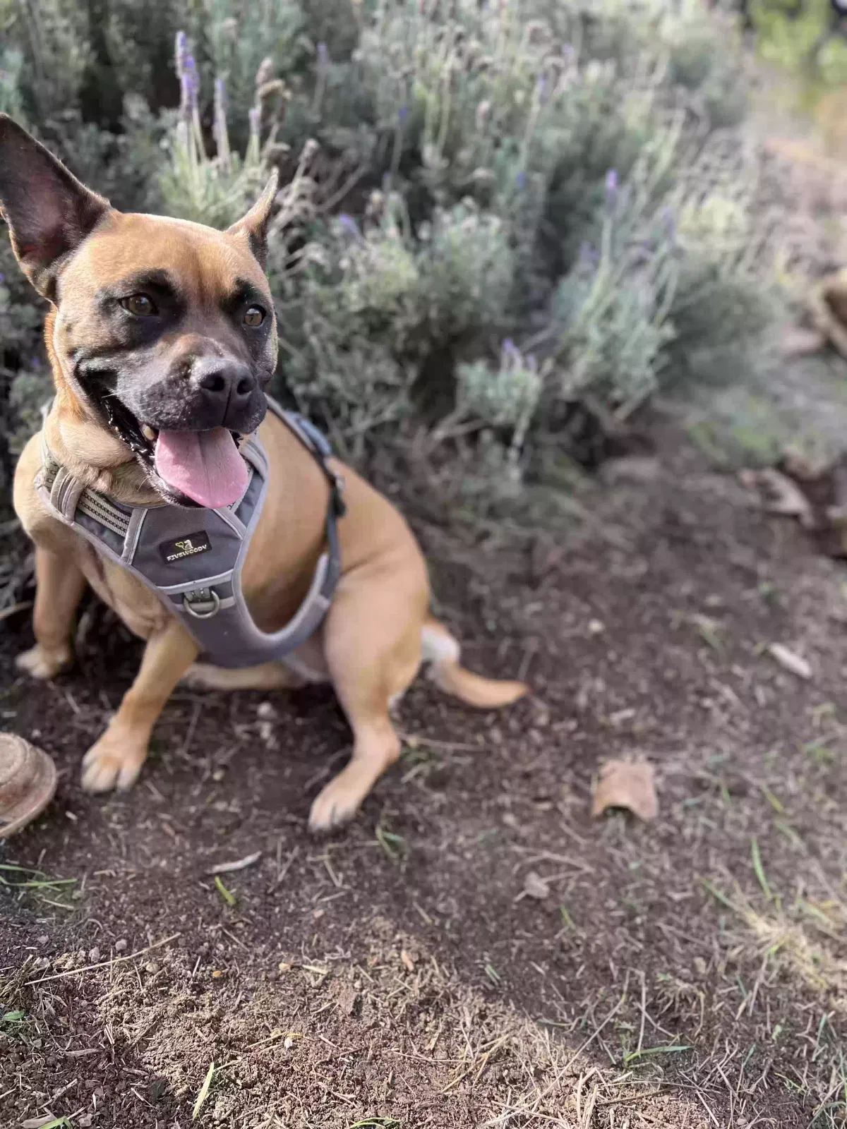 Billie, Frenchie X Malinois Dog for adoption in Ventura, CA, 93001