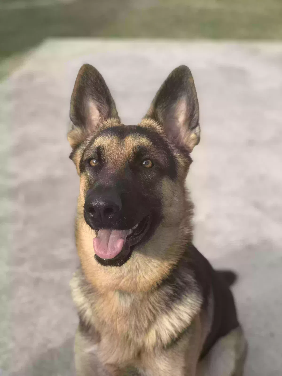 Apollo, German shepherd Dog for adoption in Irving, TX, 75061