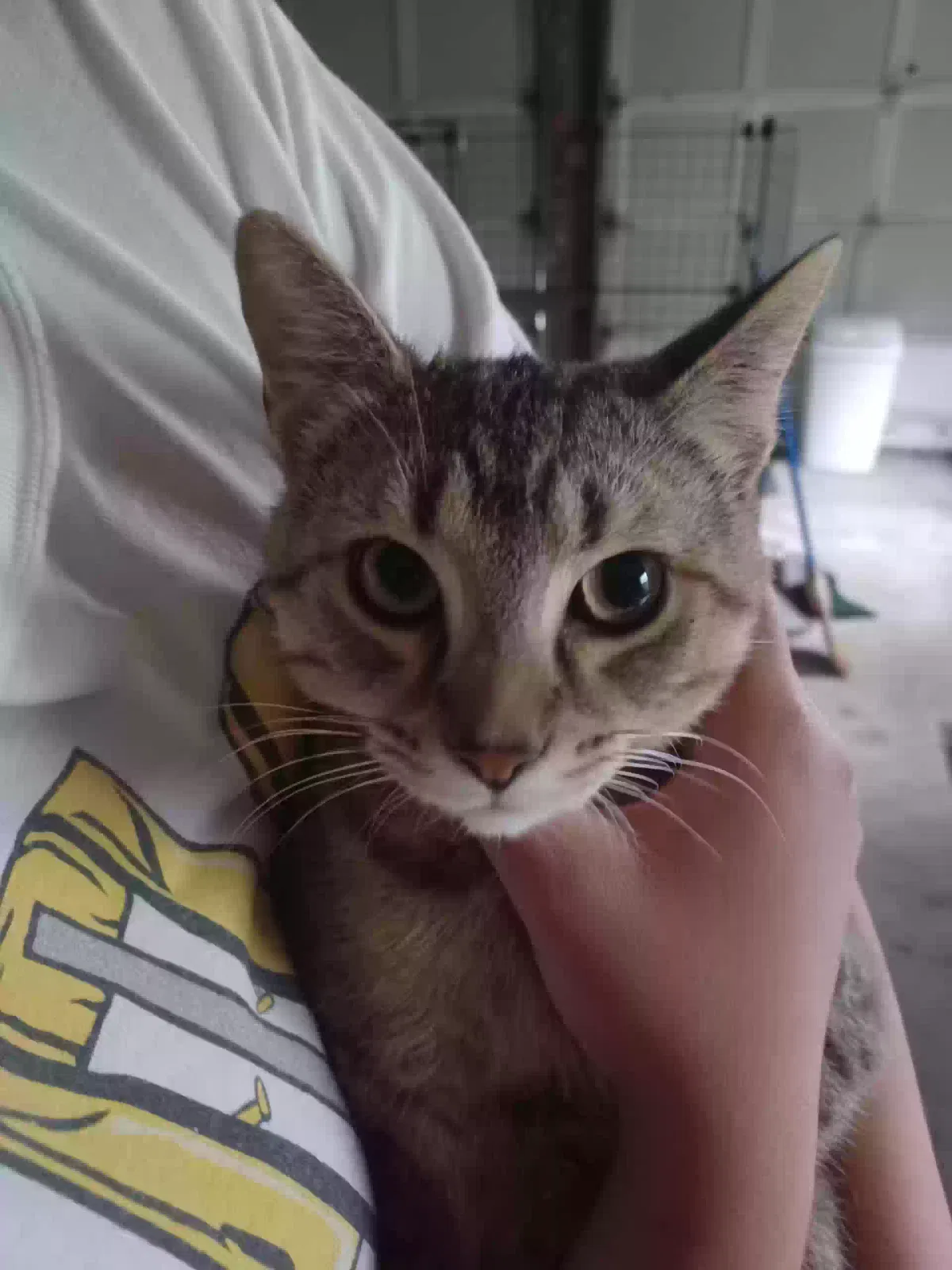 Nine, Domestic Short Hair Cat for adoption in Hamilton, OH, 45013