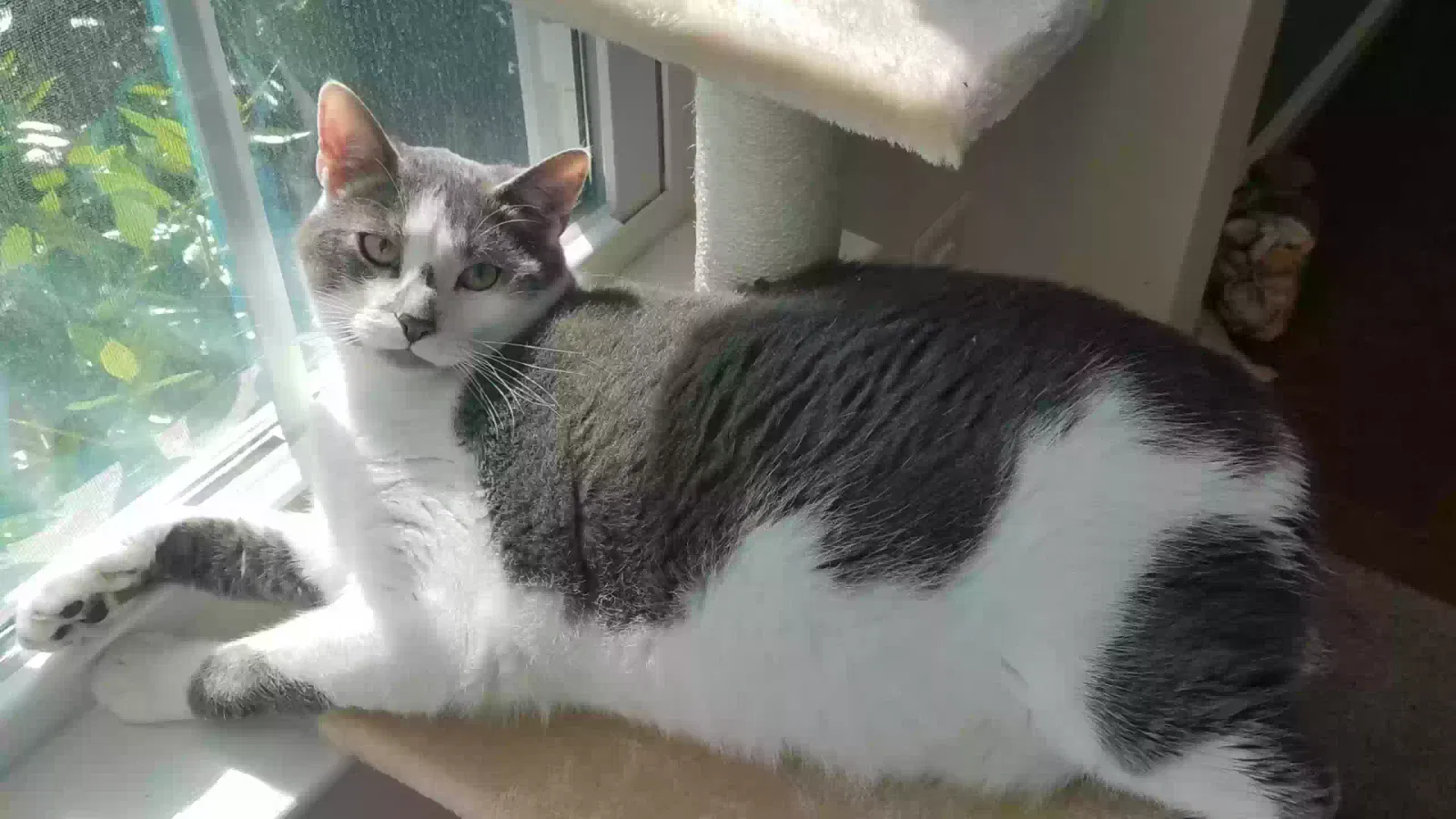 Buddy, American Short Hair Cat for adoption in La Plata, MD, 20646