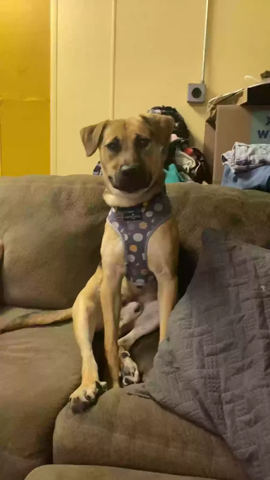 Bowzer, German Shepard mix Dog for adoption in Littleton, CO, 80120