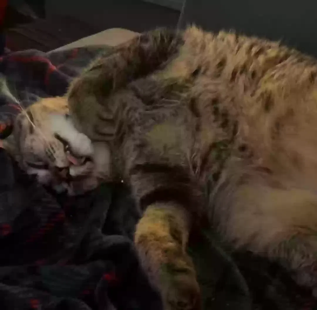 Artemis, American Shorthair Cat for adoption in Indianapolis, IN, 46118