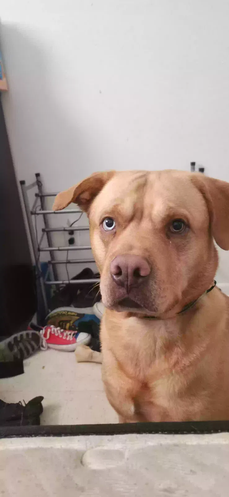 Liam, pitbull/husky mix Dog for adoption in Copperas Cove, TX, 76522