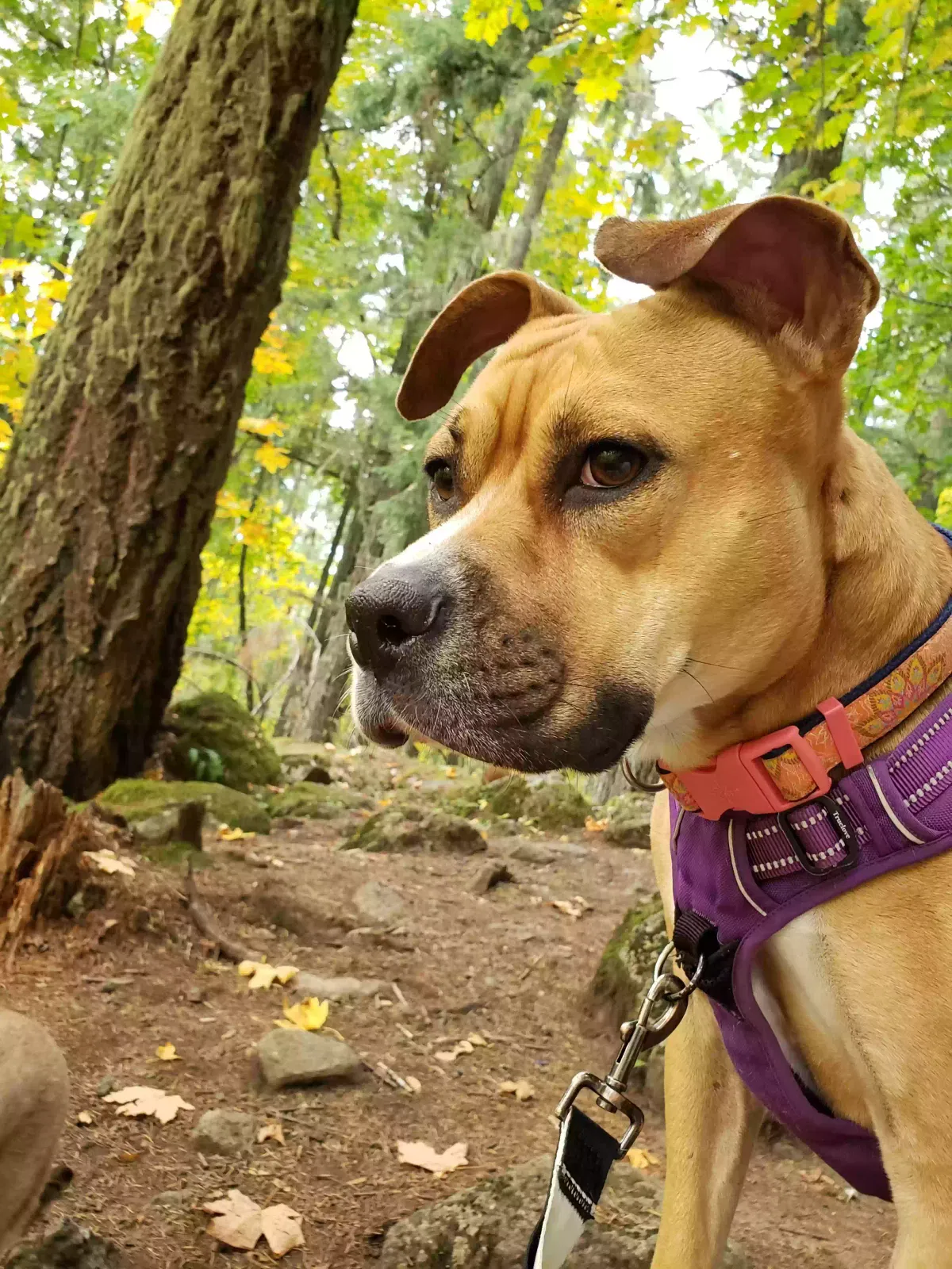 Molly, Boxer-Pitbull Dog for adoption in Kissimmee, FL, 34741
