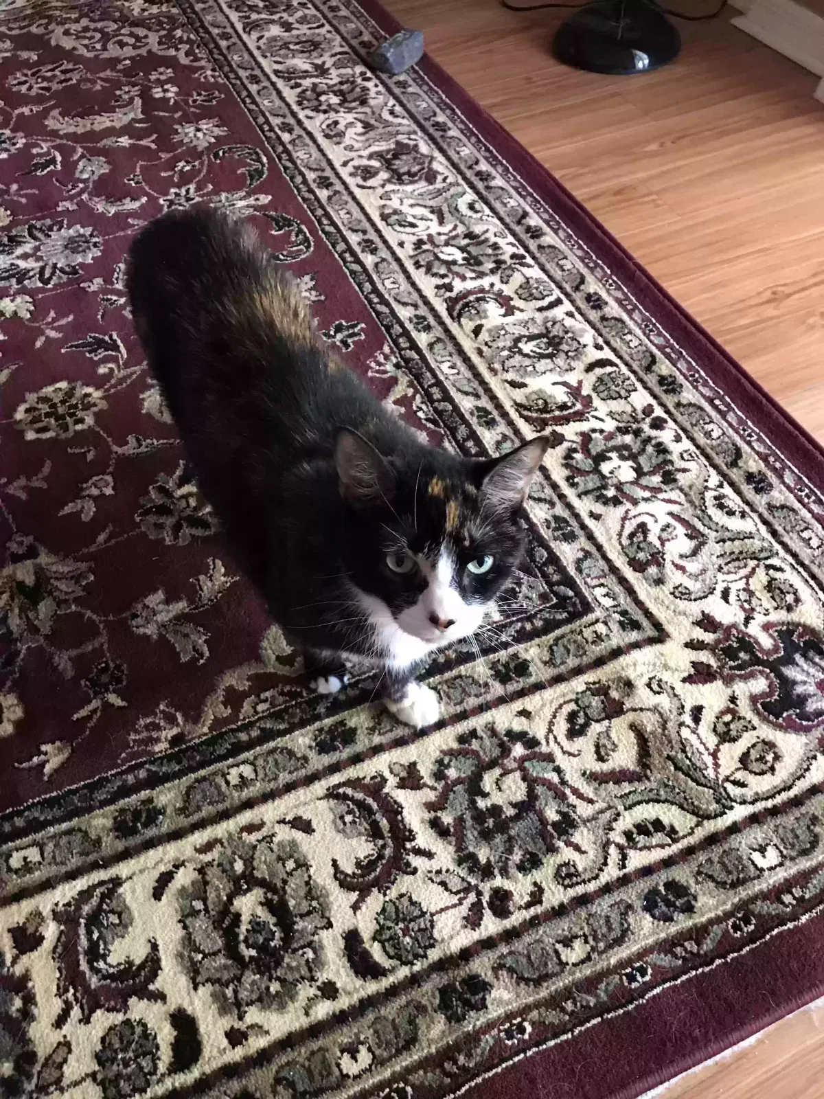 Alley, Calico Cat for adoption in Palm Bay, FL, 32907