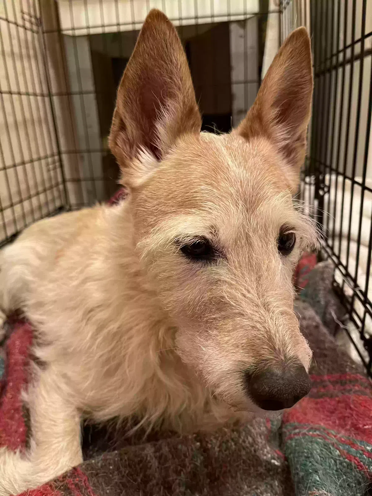 Arwen, Scottish terrier mix Dog for adoption in West Bloomfield, MI, 48323