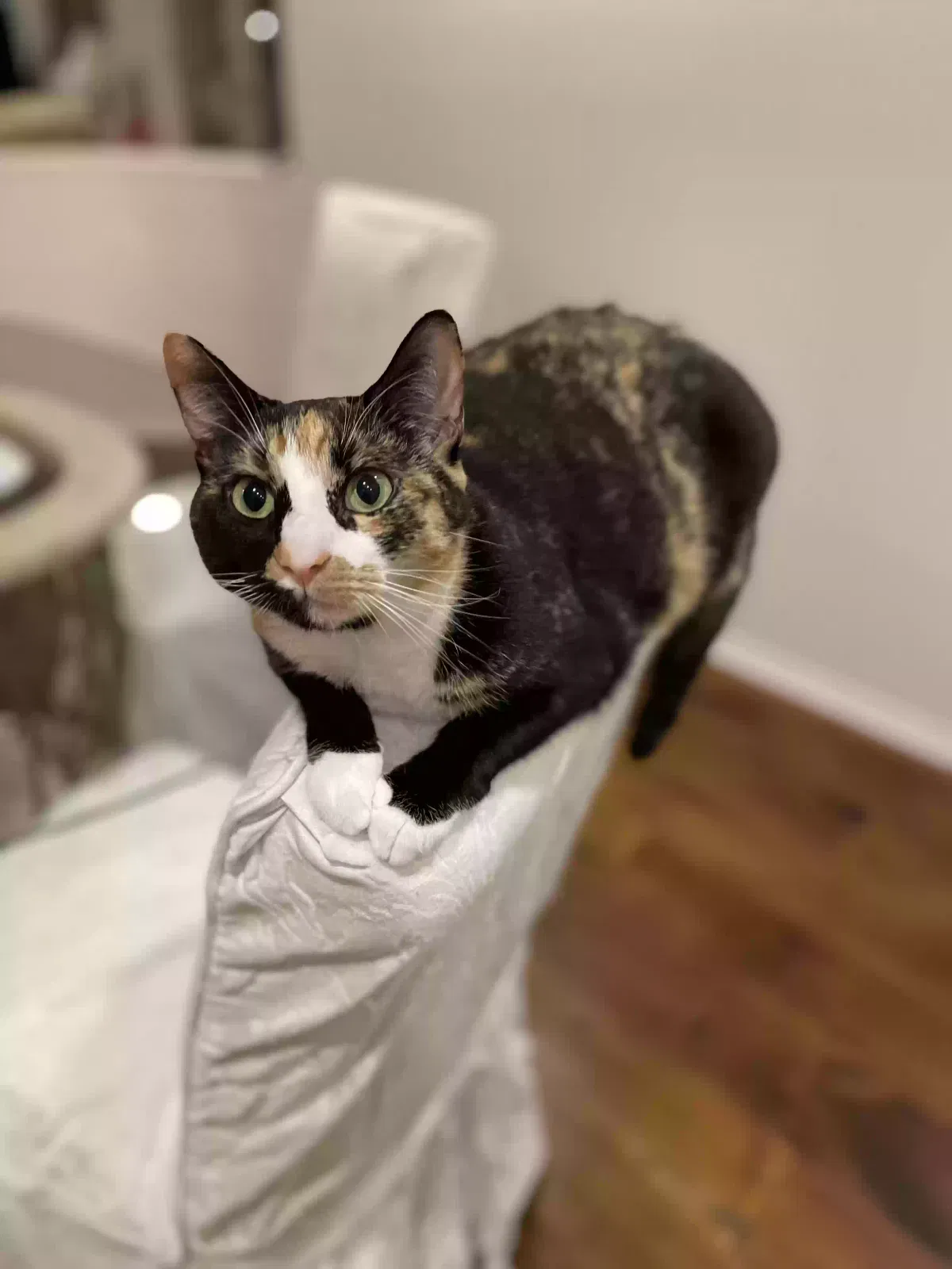 Kona, Calico Cat for adoption in Manhattan Beach, CA, 90266