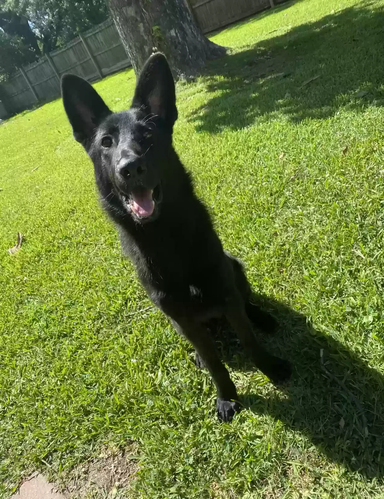 Kona, German Shepherd Dog for adoption in Greenwell Springs, LA, 70739