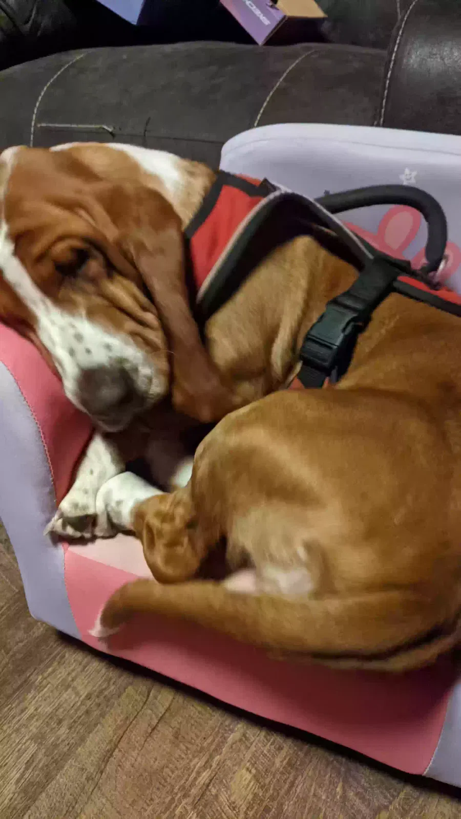Lemmy, Bench Basset Hound Dog for adoption in Mansfield, OH, 44903