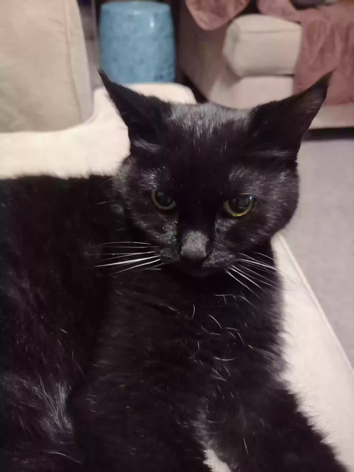 Lil Bit Blacky, Short hair Cat for adoption in Peoria, IL, 61614
